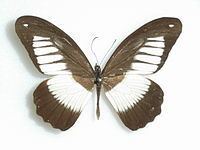 Papilio plagiatus httpsuploadwikimediaorgwikipediacommonsthu