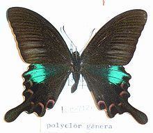 Papilio polyctor httpsuploadwikimediaorgwikipediacommonsthu