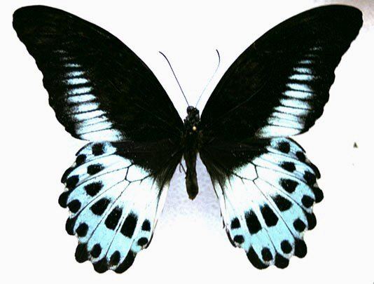 Papilio polymnestor Ppolymnestor