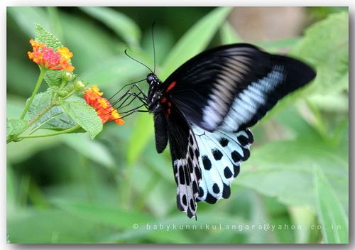 Papilio polymnestor Blue Mormon Papilio polymnestor Baby kunnikulangara Flickr