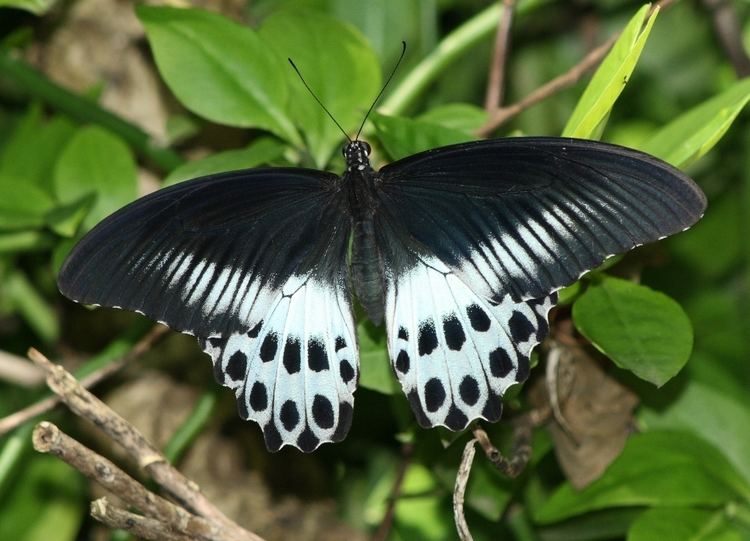 Papilio polymnestor FileBlue Mormon Papilio polymnestor UP Thane Maharashtrajpg