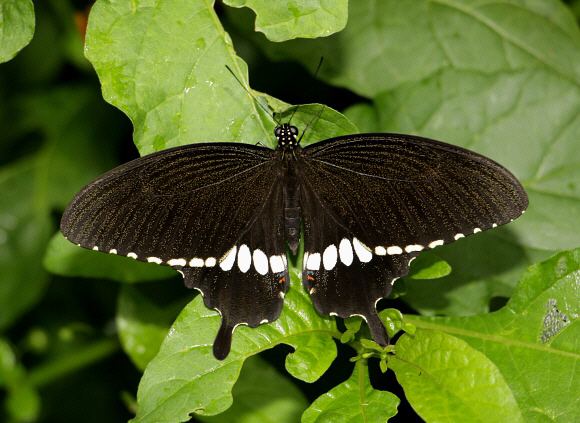 Papilio polytes Butterflies of the Indian subcontinent Papilio polytes