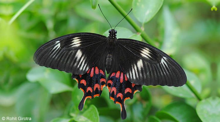 Papilio polytes RESEARCH MOLECULAR GENETICS OF MIMICRY IN THE PAPILIO POLYTES