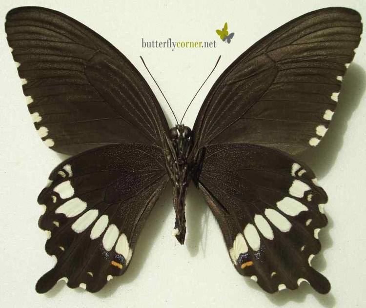 Papilio polytes enbutterflycornernetfileadminprocessed3ec