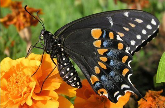 Papilio polyxenes Black Swallowtail Papilio polyxenes