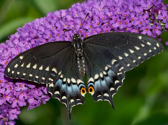 Papilio polyxenes Butterflies of North America Papilio polyxenes