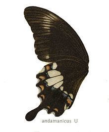 Papilio prexaspes httpsuploadwikimediaorgwikipediacommonsthu
