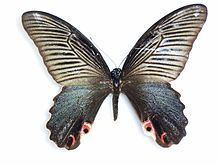 Papilio protenor httpsuploadwikimediaorgwikipediacommonsthu