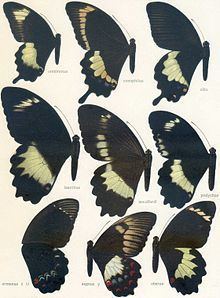 Papilio ptolychus httpsuploadwikimediaorgwikipediacommonsthu