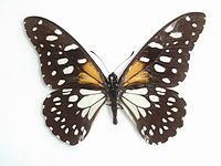 Papilio rex httpsuploadwikimediaorgwikipediacommonsthu