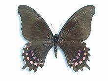 Papilio rogeri httpsuploadwikimediaorgwikipediacommonsthu