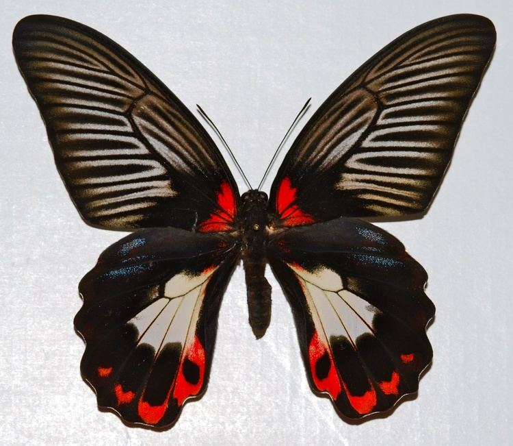 Papilio rumanzovia FileScarlet Mormon Papilio rumanzovia 8365146128jpg