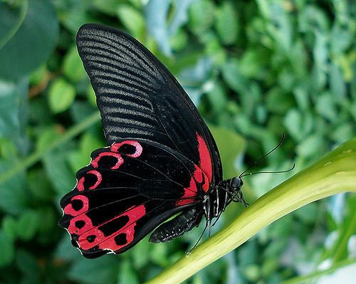Papilio rumanzovia Papilio rumanzovia Mormn escarlata Landahlauts Flickr
