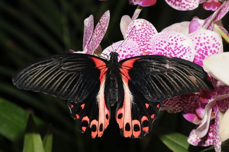 Papilio rumanzovia FilePapilio rumanzovia 4jpg Wikimedia Commons