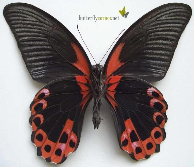 Papilio rumanzovia enbutterflycornernetfileadminprocessed7bc