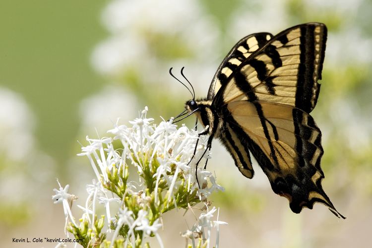 Papilio rutulus FilePapilio rutulus 1jpg Wikimedia Commons