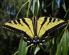 Papilio rutulus httpsuploadwikimediaorgwikipediacommonsthu