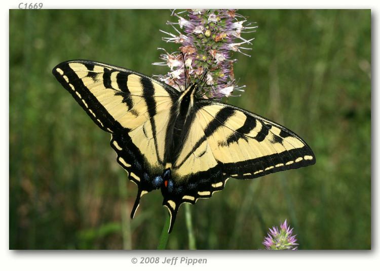 Papilio rutulus Papilio rutulus live adults