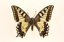 Papilio saharae httpsuploadwikimediaorgwikipediacommonsthu