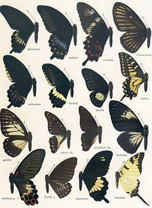 Papilio sakontala httpsuploadwikimediaorgwikipediacommonsthu