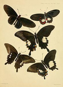 Papilio sataspes httpsuploadwikimediaorgwikipediacommonsthu