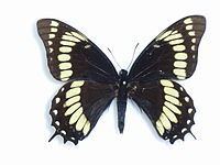 Papilio scamander httpsuploadwikimediaorgwikipediacommonsthu