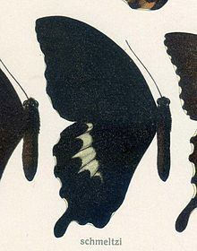 Papilio schmeltzi httpsuploadwikimediaorgwikipediacommonsthu