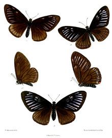 Papilio slateri httpsuploadwikimediaorgwikipediacommonsthu