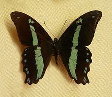 Papilio sosia httpsuploadwikimediaorgwikipediacommonsthu