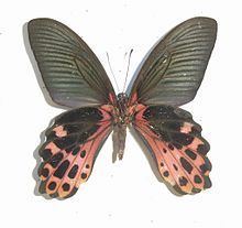 Papilio taiwanus httpsuploadwikimediaorgwikipediacommonsthu
