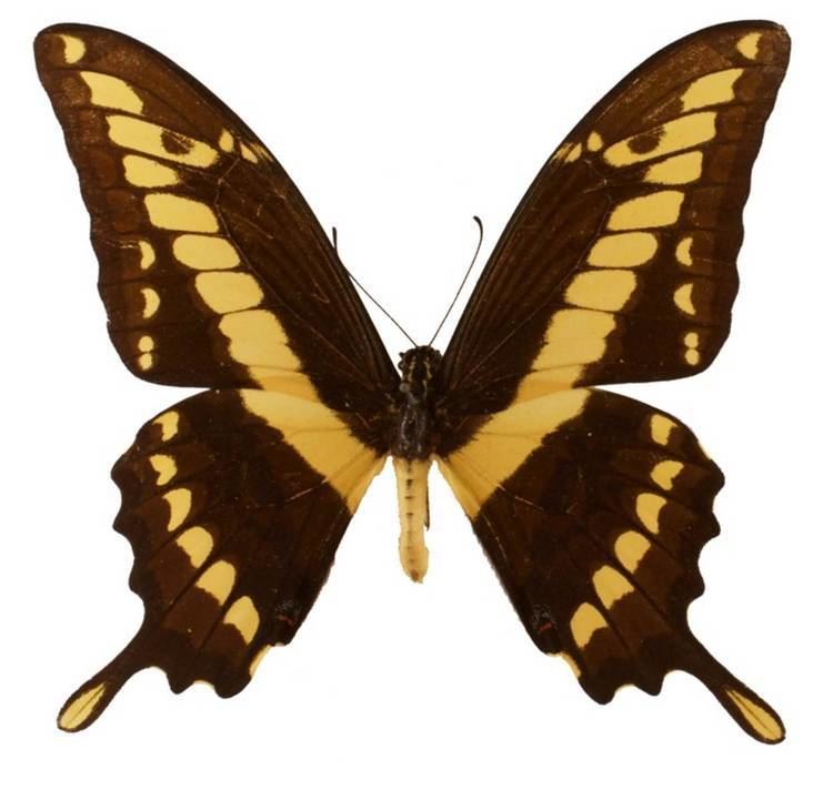 Papilio thoas ButterflyCornernet Papilio thoas King Swallowtail