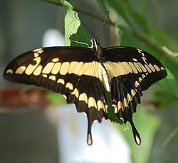 Papilio thoas Papilio thoas Wikipedia la enciclopedia libre