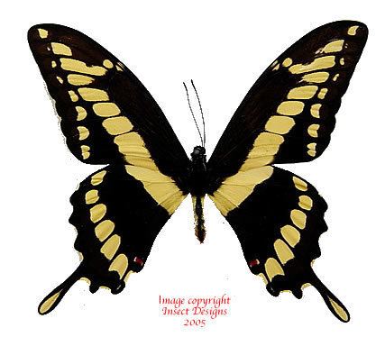 Papilio thoas Insect Designs Butterflies and Moths Papilionidae Papilio