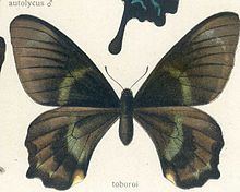 Papilio toboroi httpsuploadwikimediaorgwikipediacommonsthu
