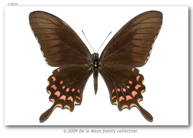 Papilio torquatus Papilio torquatus mazai pinned specimens