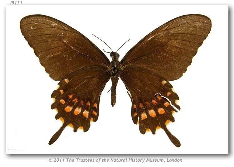 Papilio torquatus Papilio torquatus tolus type specimens