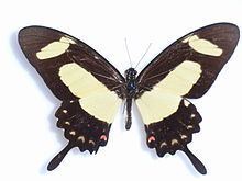 Papilio torquatus httpsuploadwikimediaorgwikipediacommonsthu