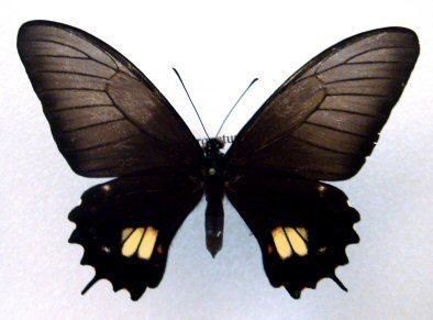 Papilio torquatus Ptorquatus