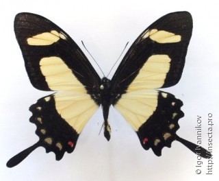 Papilio torquatus Papilio torquatus