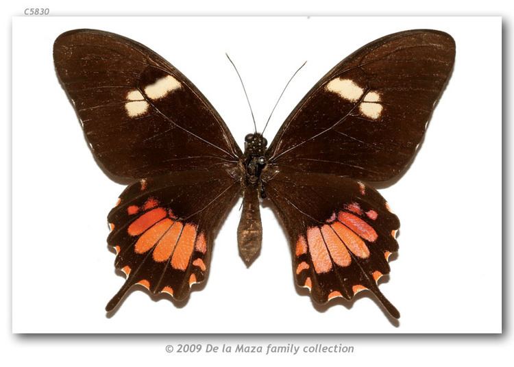 Papilio torquatus Papilio torquatus atzukoae pinned specimens