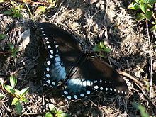 Papilio troilus Papilio troilus Wikipedia