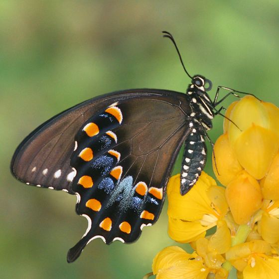 Papilio troilus spicebush swallowtail Papilio troilus BugGuideNet