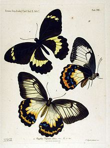 Papilio tydeus httpsuploadwikimediaorgwikipediacommonsthu
