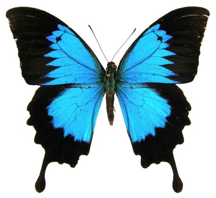 Papilio ulysses ButterflyCornernet Papilio ulysses Mountain Blue