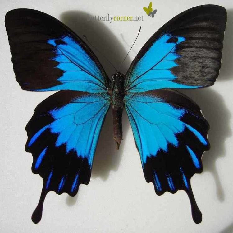 Papilio ulysses enbutterflycornernetfileadminprocessed6cc