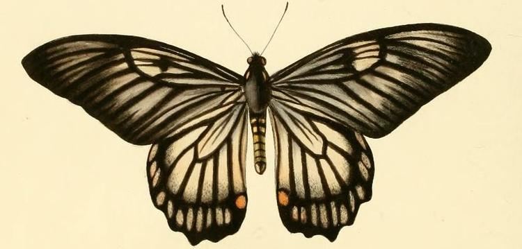 Papilio veiovis httpsuploadwikimediaorgwikipediacommons00
