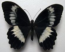 Papilio woodfordi httpsuploadwikimediaorgwikipediacommonsthu