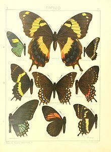 Papilio xanthopleura httpsuploadwikimediaorgwikipediacommonsthu