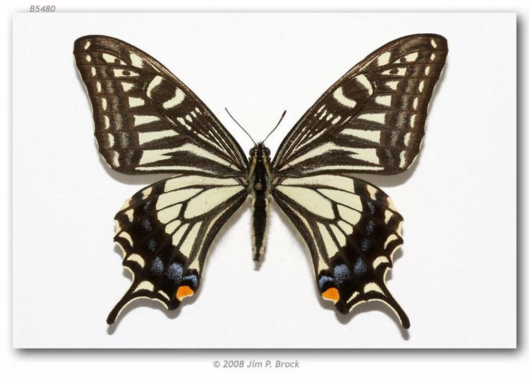 Papilio xuthus Papilio xuthus pinned specimens