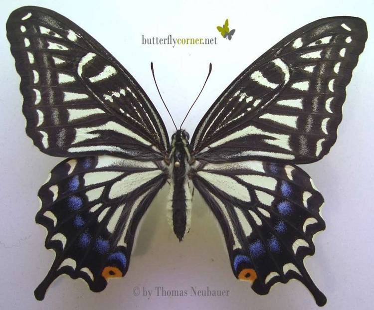 Papilio xuthus ButterflyCornernet Papilio xuthus Asian Swallowtail Japanischer
